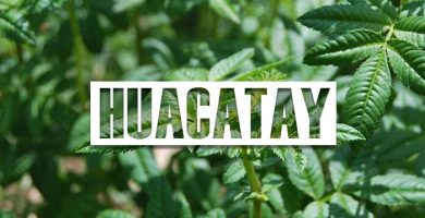 propiedades del huacatay