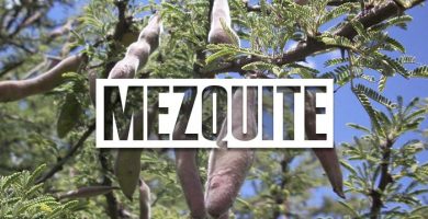 Para que sirve el mezquite