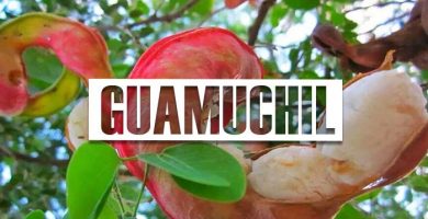 para que sirve el guamuchil