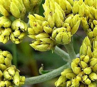 para que sirve el vira vira